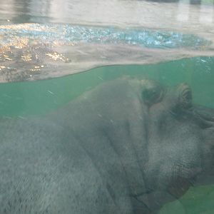 Hippo Diver