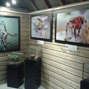 part of the Insect exibition