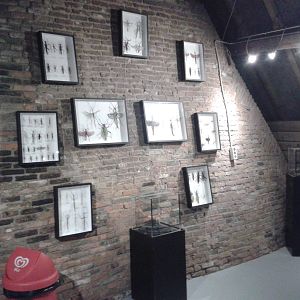 collection of stick insects