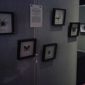 Insect exibition