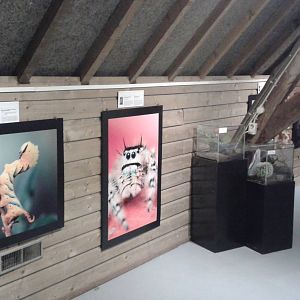 3D pictures at the insect exhibition