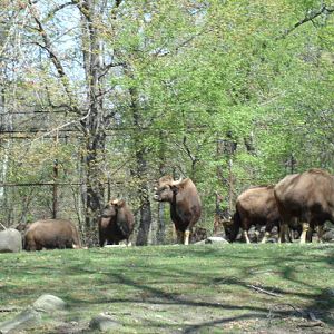 Indian Gaur Herd