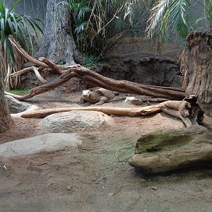 Komodo Dragon Exhibit