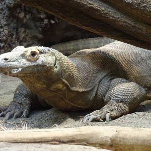 Komodo Dragon #1