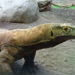 Komodo Dragon #2