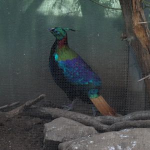 Himalayan Monal