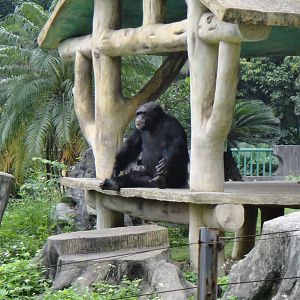 Chimpanzee at Nanning zoo 2013-4-27