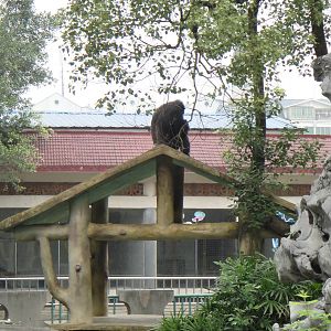 Chimpanzee at Nanning zoo 2013-4-27