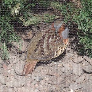 Chinese Bamboo-Partridge