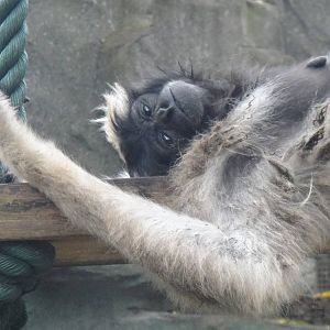 Pileated gibbon at Nanning zoo 2013-4-27