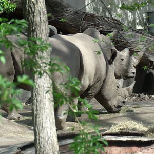 Southern White Rhinoceros
