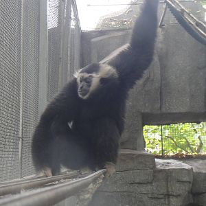 Pileated gibbon at Nanning zoo 2013-4-27