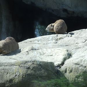 Rock Hyraxes