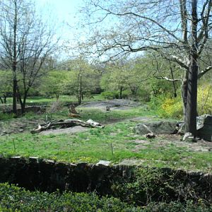 Lion Enclosure