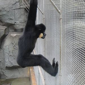 Buff-cheeked gibbon at Nanning zoo 2013-4-27