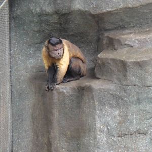 Black-capped capuchin at Nanning zoo 2013-4-27