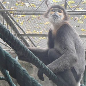 Black-shanked douc at Nanning zoo 2013-4-27