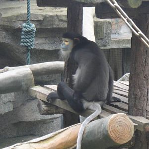 Black-shanked douc at Nanning zoo 2013-4-27