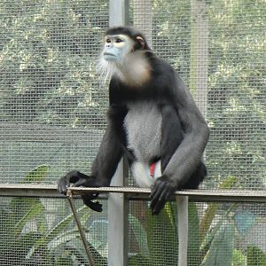 Black-shanked douc at Nanning zoo 2013-4-27