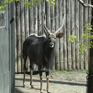 Lowland Nyala Male