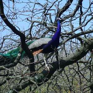Indian Peafowl