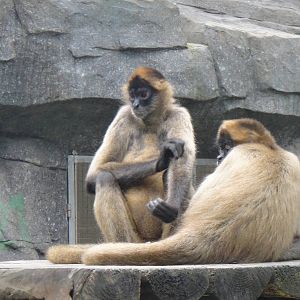 Black-handed spider monkey at Nanning zoo 2013-4-27