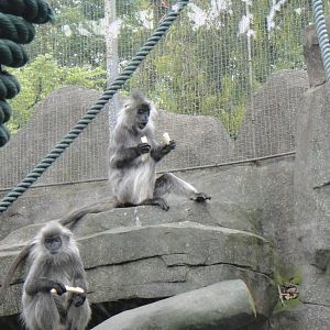 Indochinese silvered langur at Nanning zoo 2013-4-27