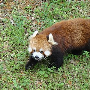 Red panda at Nanning zoo 2013-4-27