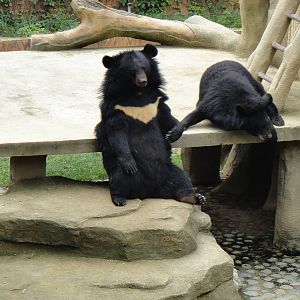Asiatic black bear at Nanning zoo 2013-4-27