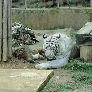 White tiger at Nanning zoo 2013-4-27
