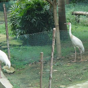 Siberian Crane at Nanning zoo 2013-4-27