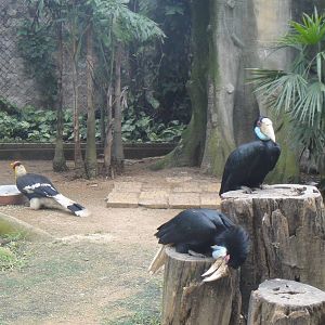 Wreathed hornbill and Great hornbill at Nanning zoo 2013-4-27