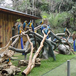 Blue-and-yellow macaw at Nanning zoo 2013-4-27
