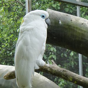 Blue-eyed cockatoo at Nanning zoo 2013-4-27