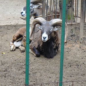 Mouflon at Nanning zoo 2013-4-27