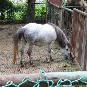Debao pony at Nanning zoo 2013-4-27