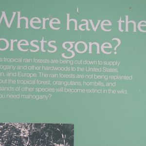 Where have the forests gone?