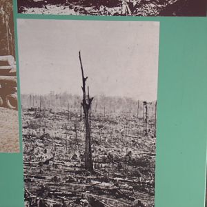 Mommy, what's a rainforest?