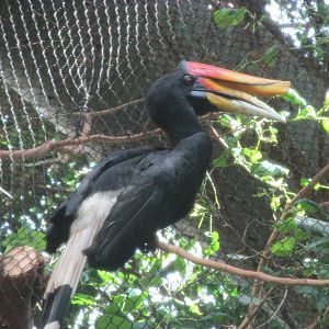Tropics Trail Rhinoceros Hornbill