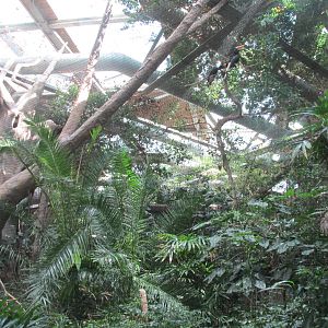 Tropics Trail Rhinoceros Hornbill Exhibit