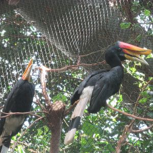 Tropics Trail Rhinoceros Hornbill