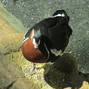 Tropics Trail Red-breasted Goose