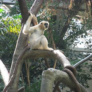 Tropics Trail White-cheeked Gibbon
