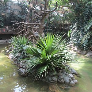 Tropics Trail Gibbon Island