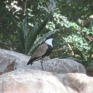 Tropics Trail Bird Aviary
