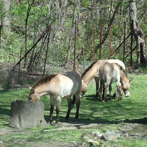 Przewalski's Wild Horses