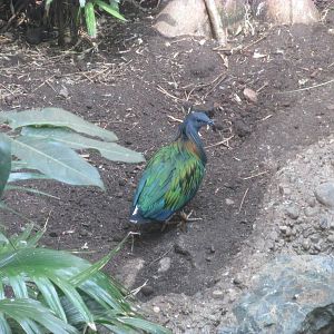 Tropics Trail Asia Avairy