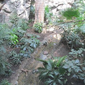 Tropics Trail Asia Avairy