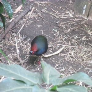 Tropics Trail Asia Avairy