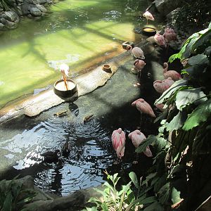 Tropics Trail Lesser Flamingo